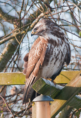 Buzzard - Musvge - Buteo buteo