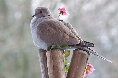 Collared Dove -Tyrkerdue - Streptopelia decaocto