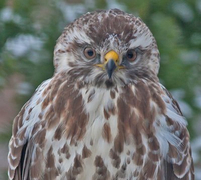 Buzzard - Musvge - Buteo buteo