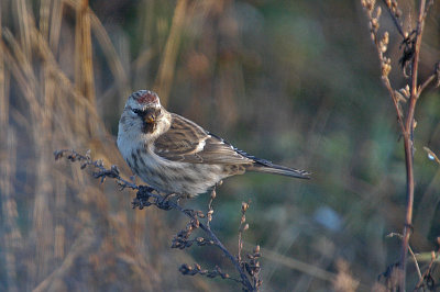 Redpoll sp - Gråsisken sp - Carduelis flammea/cabaret