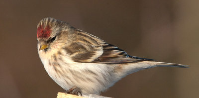 Redpoll sp - Gråsisken sp - Carduelis flammea/cabaret