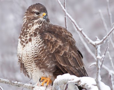 Buzzard  juv - Musvge - Buteo buteo