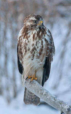 Buzzard juv- Musvge - Buteo buteo