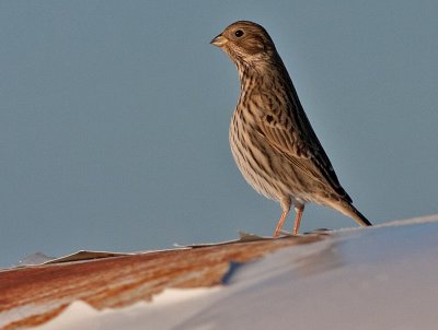 Corn Bunting - Bomlrke - Miliaria calandra