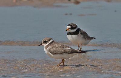 Ringed Plover ad and juv - Stor Prstekrave - Charadrius hiaticula