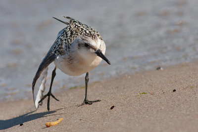 Sanderling juv - Sandløber - Calidris alba