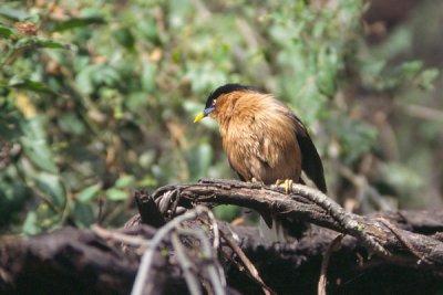 Brahminy Starling - Sturnus pagodarum