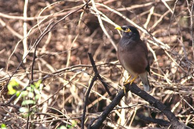 Common Myna - Acridotheres tristis