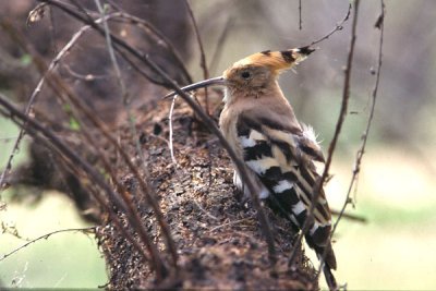Hoopoe - Hærfugl - Upupa epops