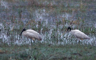 Black-headed Ibis - Hellig Ibis - Threskiornis aethiopicus