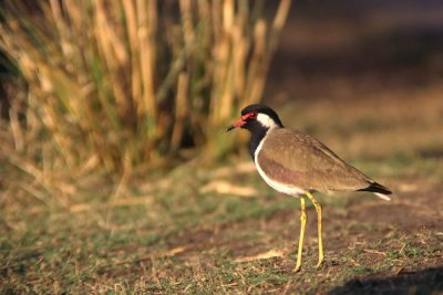 Red-wattled Plover - Indisk Vibe - Hoplopterus indicus