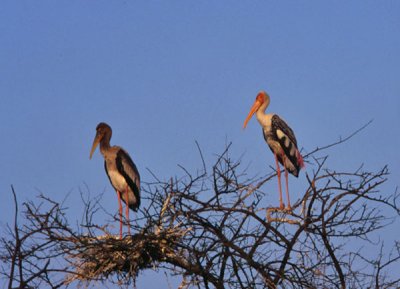 Painted Stork - Skovstork - Mycteria leuccephala