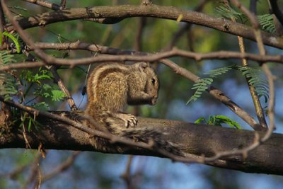 Indian Palm Squirrel - Funambulus palmarum