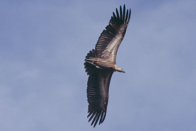 White-Rumped Vulture -Gyps begalensis
