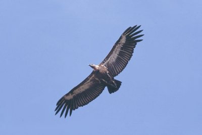 White-Rumped Vulture -Gyps begalensis