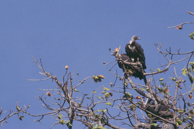 White-Rumped Vulture -Gyps begalensis