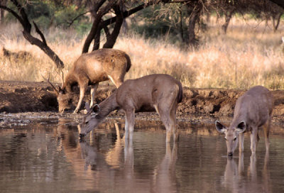 Sambar Cervus unicolor