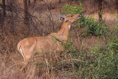 Sambar - Cervus unicolor