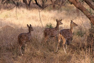 Chital - Cervus axis