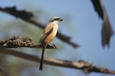 Long-Tailed Shrike - Lanius schach