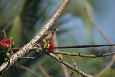 Rosy Starling - Sturnus roseus