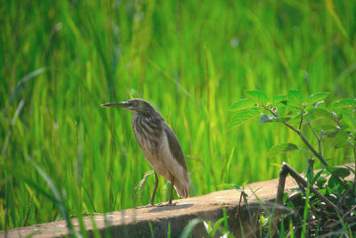 Indian Pond Heron  -  Ardeola grayii