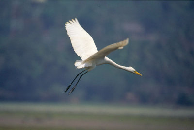 Intermediate Egret - Mesophoyx intermedia