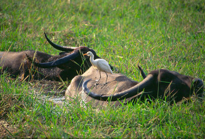 Water Buffalo and Cattle Egret