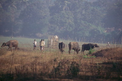 Water Buffalo