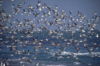 Gulls at Morji Beach