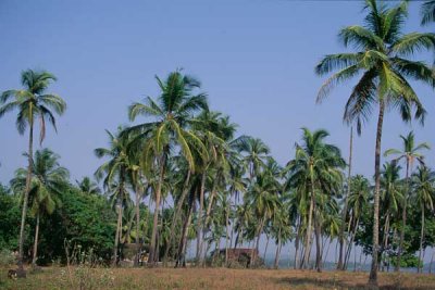 Palms at Morji Beach