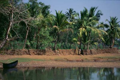 Palms Parshem