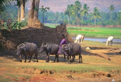 Waterbuffalows
