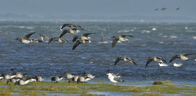 Pale-Bellied Brent Goose - Branta bernicla hrota