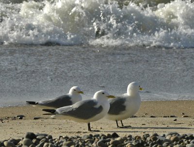 Kittiwake - Ride - Rissa tridactyla