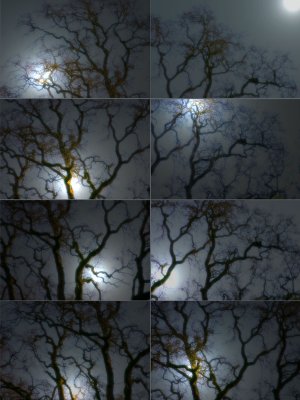 Dark-Tree.jpg
