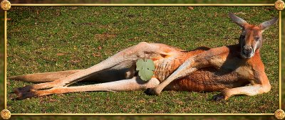 kangaroo-reclining.jpg