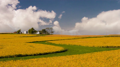 Fall crop.jpg