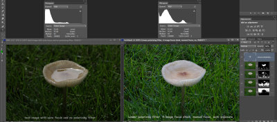 polarizing-filter-and-image-focus-stacking-mushroom