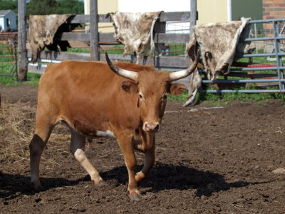 Lakota Lands 2009