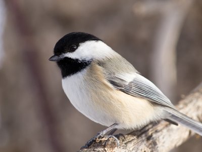 Chickadee