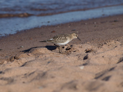 Plover