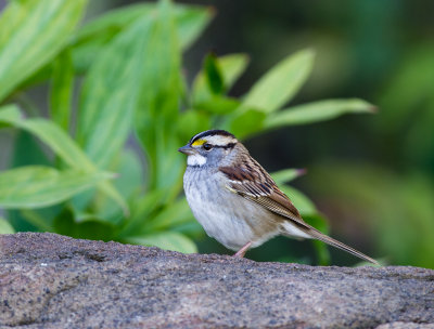 White Throated Sparrow.