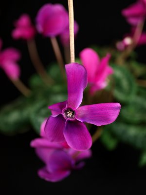 Cyclamen web