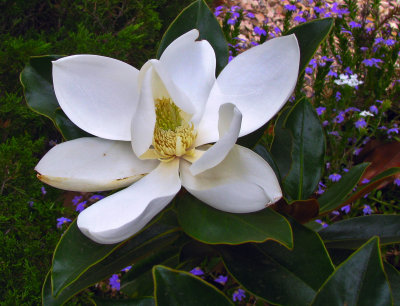 Magnolia