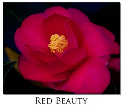 Red Beauty