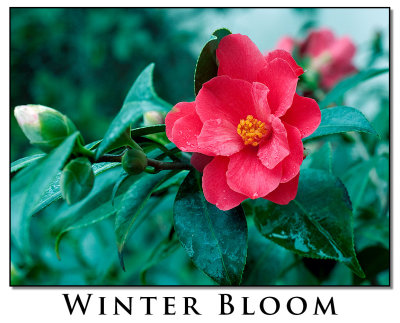 Winter Bloom