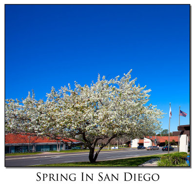 Spring comes to San Diego