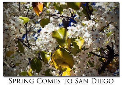 Spring comes to San Diego