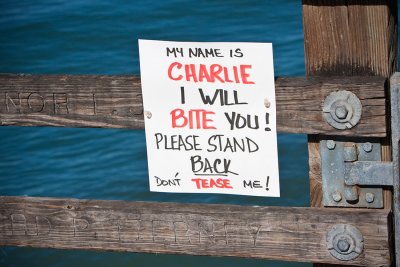 Oceanside PIer with Dan Wyman